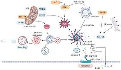 Exploring the role of NLRP3 inflammasome in diabetic nephropathy and the advancements in herbal therapeutics